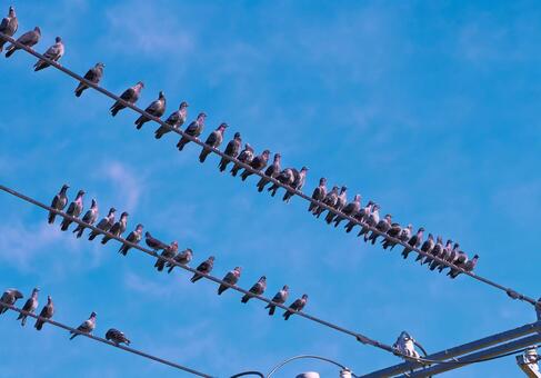 ハトの整列 ハトの整列,電線にとまるハト,同じ方向を見ているハトの写真素材