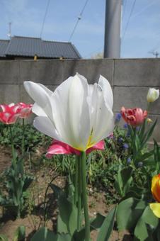 White tulips blooming in a flowerbed in a residential area, JPG White tulips blooming in a flowerbed in a residential area, JPG