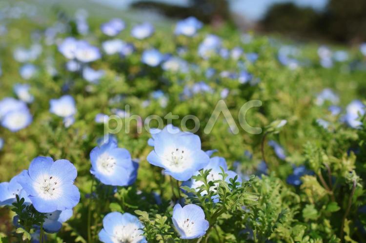 ひたち海浜公園　花　大自然 茨城県,ひたちなか市,ひたち海浜公園の写真素材