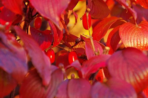 色づくハナミズキの葉と実 紅葉,色づく,実の写真素材