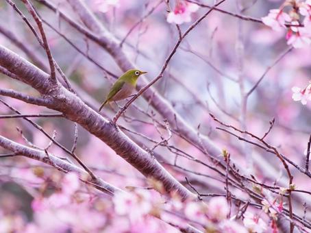 満開の桜と可愛いメジロ 満開の桜と可愛いメジロ メジロ,桜,春の写真素材