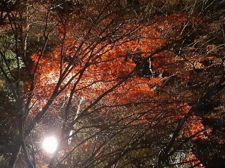 紅葉のライトアップ 紅葉のライトアップの写真