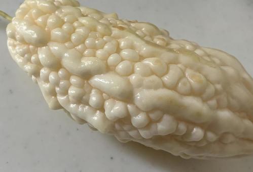 白ゴーヤ 白ゴーヤ 白ゴーヤ,ゴーヤ,野菜の写真素材