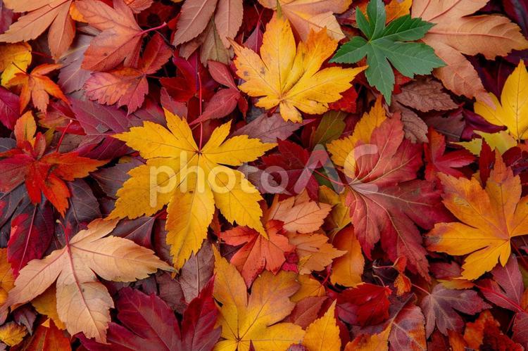 秋らしいカエデの落ち葉が並ぶ自然の彩り 紅葉,落ち葉,カエデの写真素材