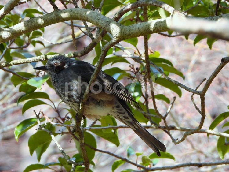 緑陰の枝にとまるヒヨドリ ヒヨドリ,鳥,鳥類の写真素材