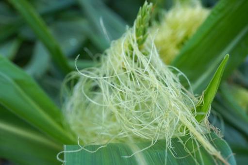 Photo, corn, tassel seed, male ear seed, 