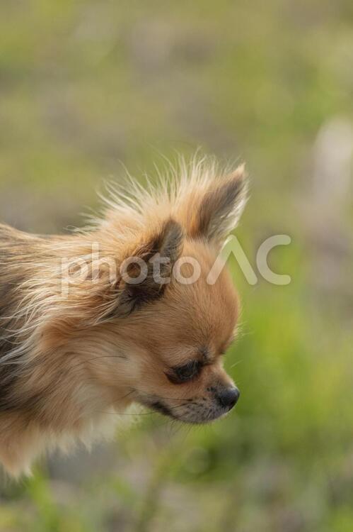 チワワ　散歩　横顔アップ２ チワワ,犬,ロングコートの写真素材