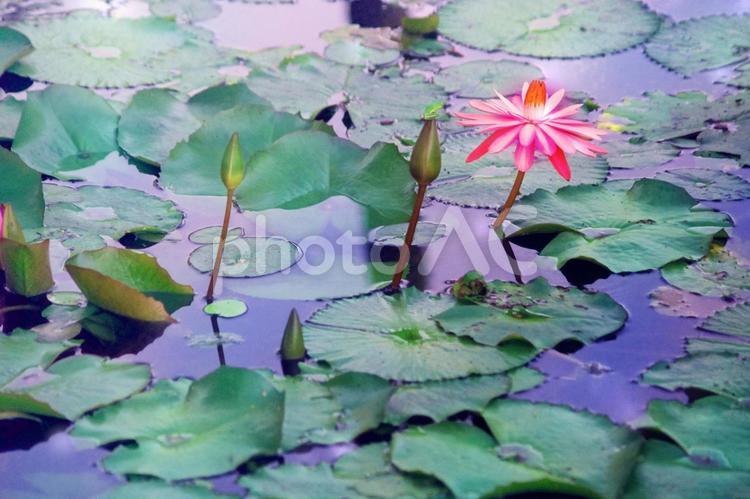朝の光の中で花開いたピンクの睡蓮 花,ピンク,睡蓮の写真素材