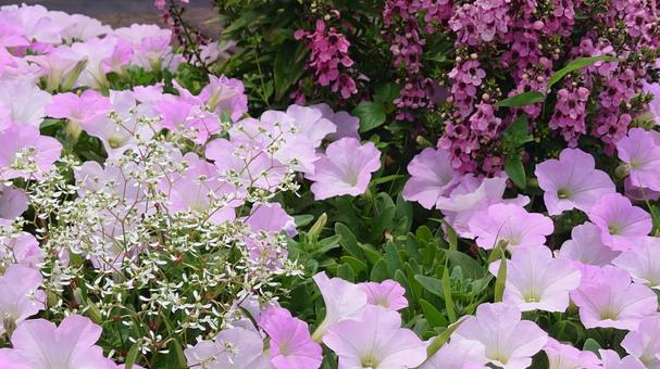 花壇の花の写真
