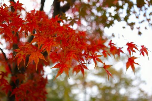 イロハモミジ 2013 02の写真