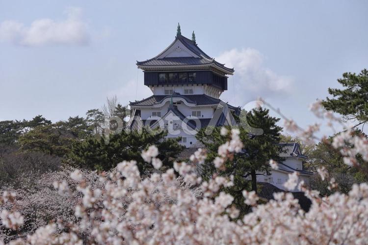 福岡県北九州市の小倉城と満開の桜10 小倉城,勝山城,勝野城の写真素材