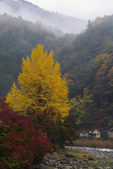 雨の香嵐渓 雨の香嵐渓 香嵐渓,秋,紅葉の写真素材