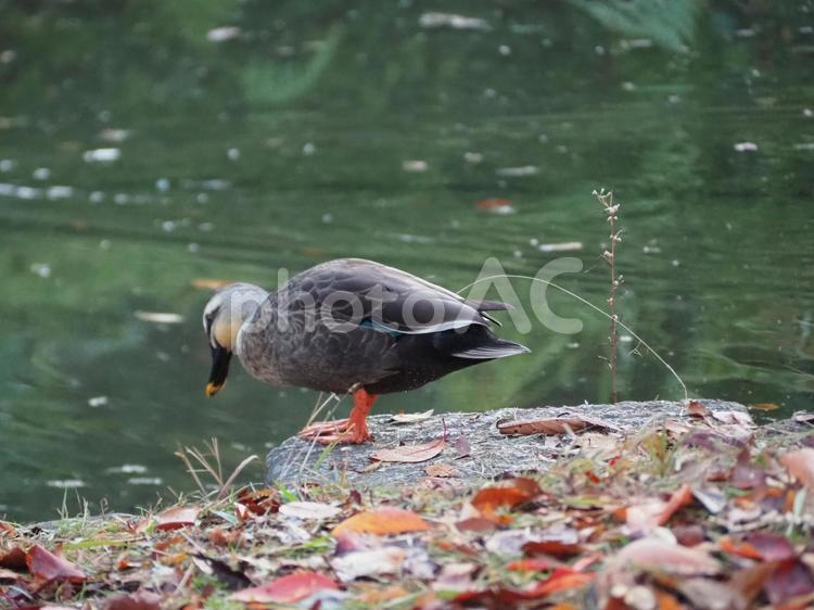 池をのぞく鴨 池,鴨,鳥の写真素材