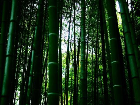 竹林 竹林の写真