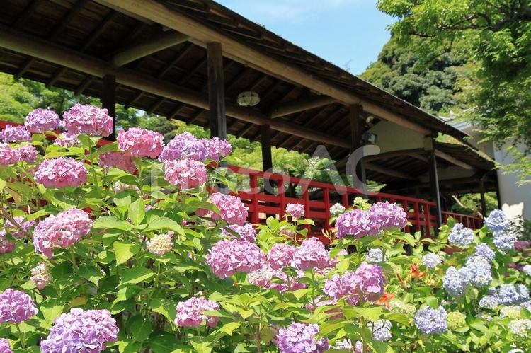 松戸市「本土寺」の紫陽花と渡り廊下 本土寺,紫陽花,アジサイの写真素材