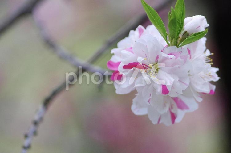 「春に咲く色とりどりの花桃」 花桃,桃の花,春の写真素材