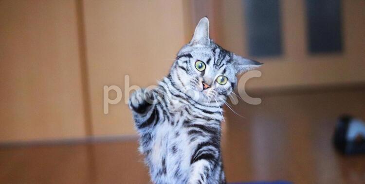 遠くを見つめる猫 猫,ねこ,子ネコの写真素材