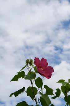 花 花の写真