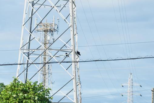 鉄塔で羽を休めるカラスのカップル 鉄塔で羽を休めるカラスのカップル カラス,野鳥,鳥の写真素材