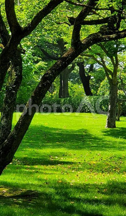 風景　 木漏れ日,自然,木々の写真素材