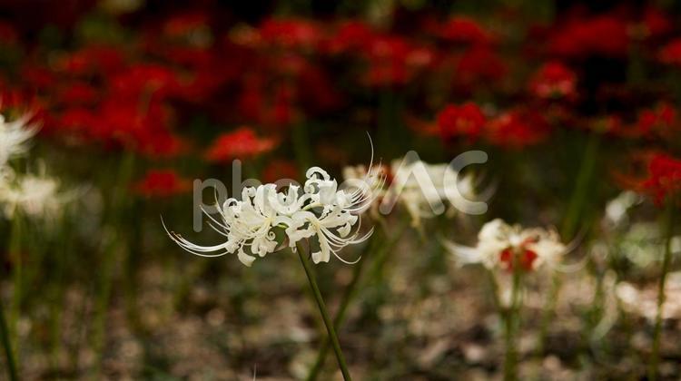 【花の写真】彼岸花 秋の風景,秋景色,彼岸花の写真素材