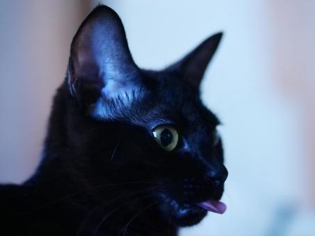 Photo, cat, black cat, a pet, 