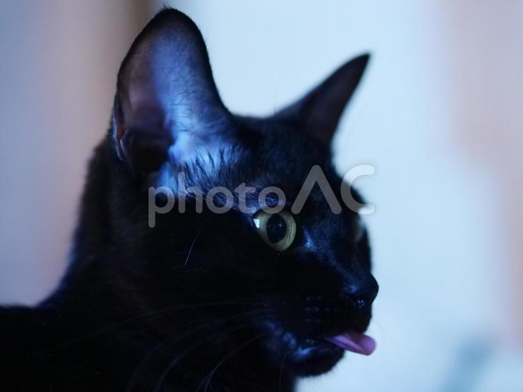舌を出す猫 ねこ,黒猫,ペットの写真素材