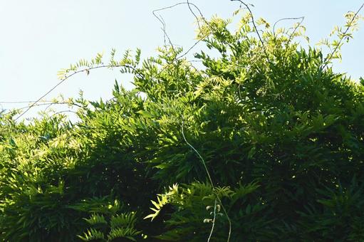 風に揺れる藤の葉 風に揺れる藤の葉の写真