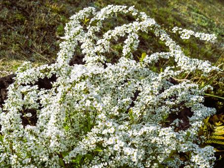 雪のように白く可憐な雪柳 雪のように白く可憐な雪柳の写真