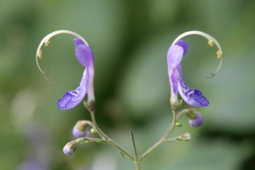 Photo, mountain grass, circadian inflorescence, bruising, 