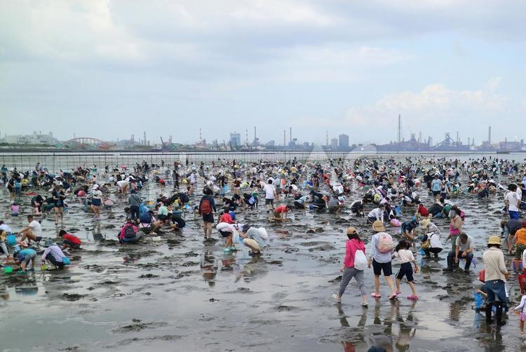 潮干狩りの浜１ 潮干狩り,アサリ,貝の写真素材