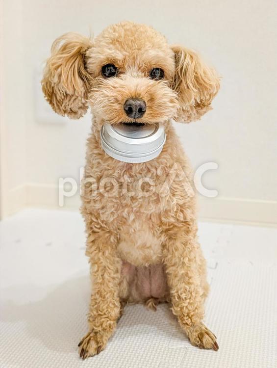 いたずらするトイプードル 犬,イタズラっ子,悪戯の写真素材