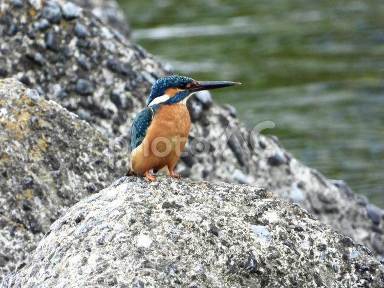 堰石の上に立つカワセミ 鳥,野鳥,カワセミの写真素材
