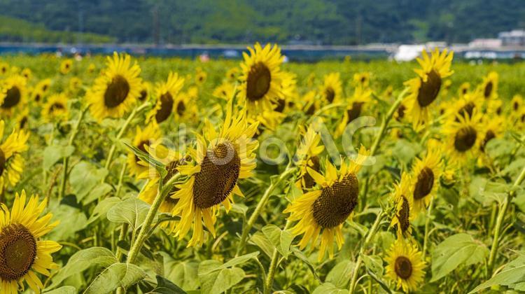 満開のひまわり畑　夏のイメージ ひまわり,ひまわり畑,向日葵畑の写真素材