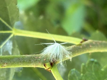 面白い形のハゴロモの幼虫 面白い形のハゴロモの幼虫の写真