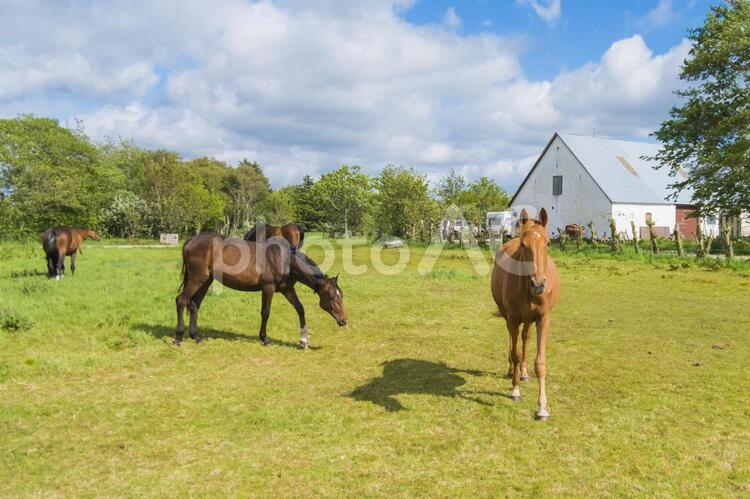 デンマークの人懐っこい馬 馬,競走馬,茶色い馬の写真素材