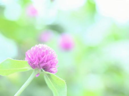 ピンクの花の写真