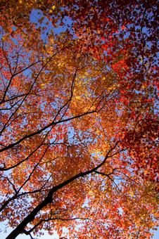 Looking up at maple trees-2, JPG Looking up at maple trees-2, JPG