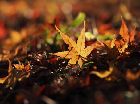 落ち葉にスポットライト 落ち葉,絨毯,もみじの写真素材