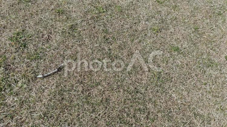 草と木の枝 公園,運動,外遊びの写真素材