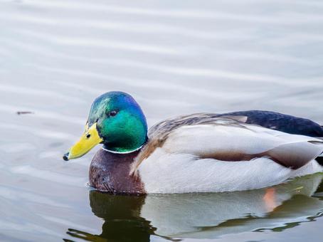 池を泳ぐマガモのオス 池を泳ぐマガモのオスの写真