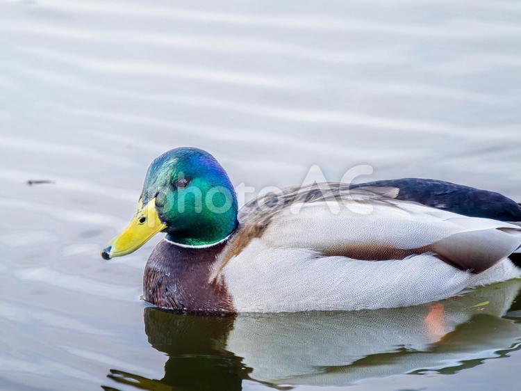 池を泳ぐマガモのオス マガモ,カモ,鴨の写真素材