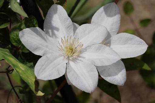 2輪の白い花びらのクレマチスの花のアップ 2輪の白い花びらのクレマチスの花のアップの写真