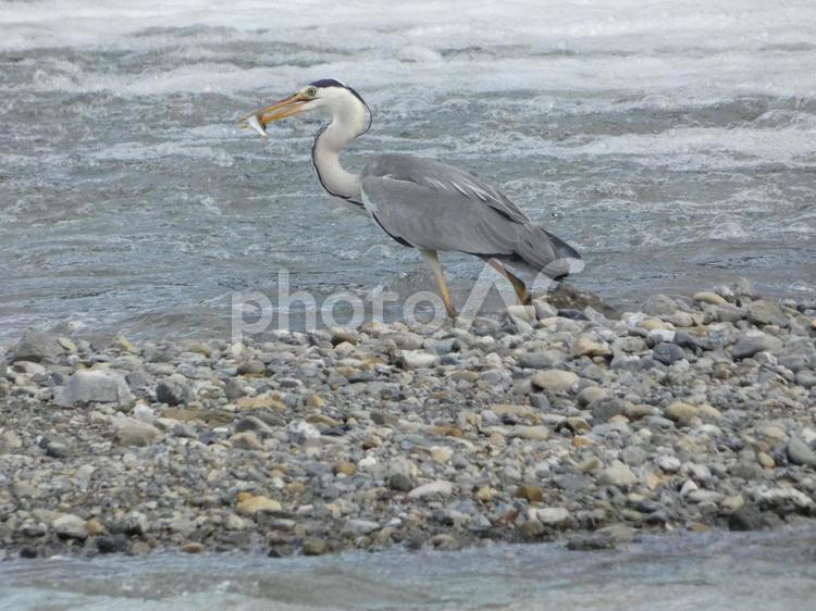 魚を掴み揚げたアオサギ 鳥,野鳥,アオサギの写真素材