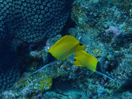熱帯魚 熱帯魚 珊瑚礁,珊瑚,海の写真素材