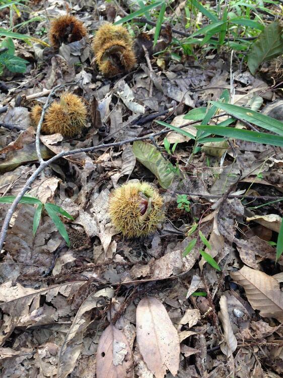 栗拾い くり,栗,栗拾いの写真素材