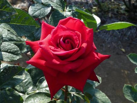 公園のバラ園に咲く赤い薔薇の花 公園のバラ園に咲く赤い薔薇の花の写真