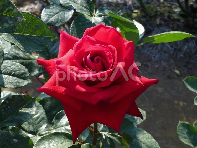 公園のバラ園に咲く赤い薔薇の花 ばら,花,植物の写真素材
