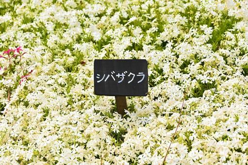 シバザクラの花畑 シバザクラの花畑の写真