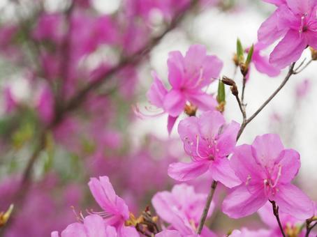 Rhododendron dilatatum blooming in the mountains, azalea, primavera, fioritura piena, JPG